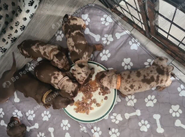 7 miniature dashshunds looking for their forever homes