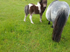 Shetland foal