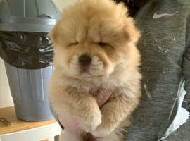Blue/lilac Chow chow