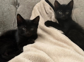 1 boy kitten