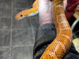 Male breeder