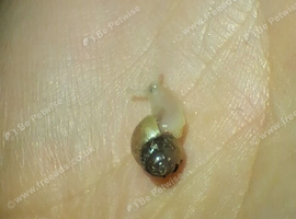 White Giant African Land Snails