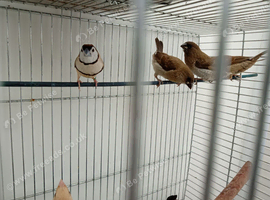 Fawn owl finch cock