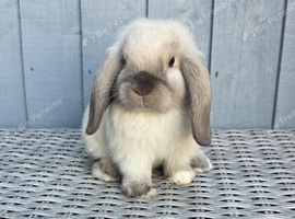 Friendly baby female mini lop