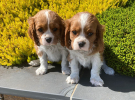 Beautiful litter of KC reg blenheim puppies from health tested parents