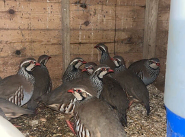 Partridges French