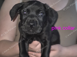 Cane corso cross presa canerio
