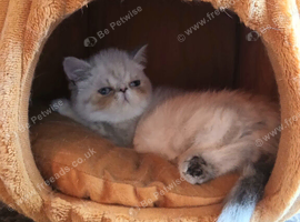 STUNNING PEDIGREE PERSIAN EXOTICS