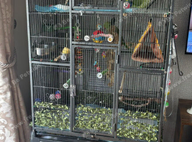 Large cage for sale split into two