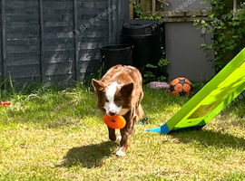 border collie