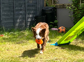 rehoming border collie
