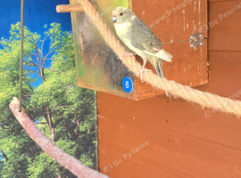 5 x Kakarikis for sale - mixed male and female