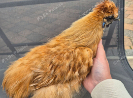 2 silkie cockerels needing a new home