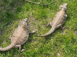 2 bearded dragon
