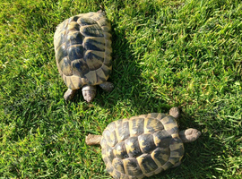 Female Hermanns tortoises for sale