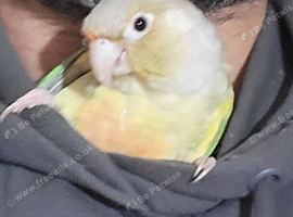 Hand reared conures