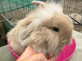Lion head lop doe
