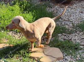 STEFAN A beautiful Dachshund boy with a loving heart, looking for a family to call his own