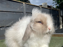 Beige Tort Lion Lop Boy