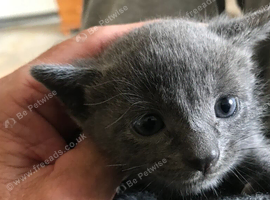 Four beautiful tabby kittens just three weeks old atm.