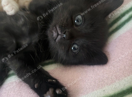 Beautiful kittens