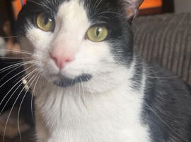 Male cat looking for for a loving home