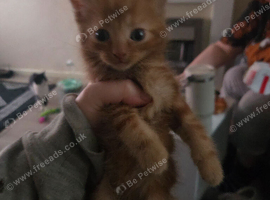 3 kittens looking for homes