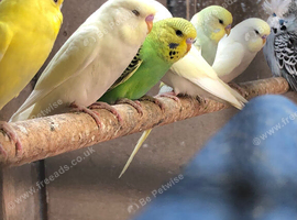 Semi tame baby budgies