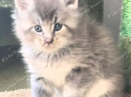 Maine coon pedigree kittens