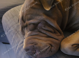 Male shar pei