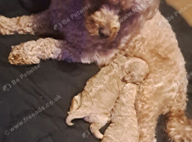 Girl shihpoo for sale