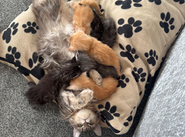 Stunning litter of 7 Maine coons