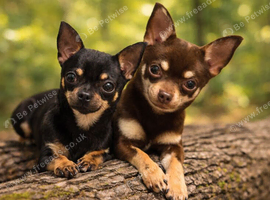 Chihuahua pair
