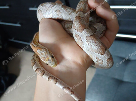 Female ghost morph corn snake
