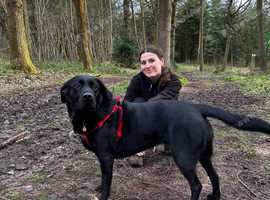 Experienced & Qualified Dog Walker & Sitter