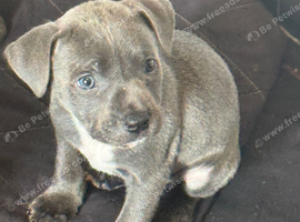 Blue Staffy pups 8 weeks old