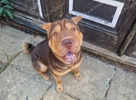Male shar pei