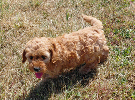 Fluffy Cockapoo X Cavapoo puppies