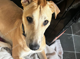 Large breed lurcher