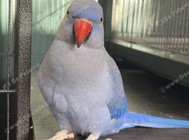 Jewel the Indian ringneck
