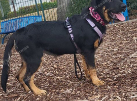 Rottweiler cross German Shepherd puppy