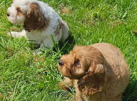 Beautiful cockapoo x cavalier puppies for sale