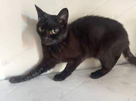 Cat 9 months female black