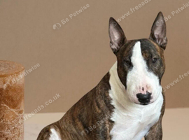 SPECIAL HOME WANTED FOR A VERY SPECIAL MINIATURE BULL TERRIER