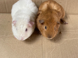 Male Guinea Pigs For Sale