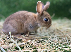 Bunnies for sale now!