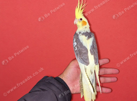 Super silly hand tamed baby cockatiels