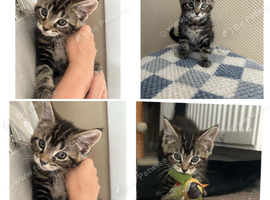 Kittens looking for a loving forever home