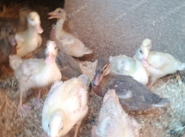 Stunning call ducks for sale