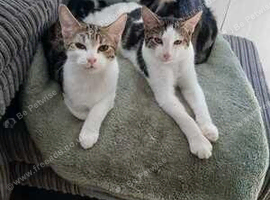 two 5 month old kittens
